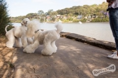 Bridget and Lamore Standard Poodles