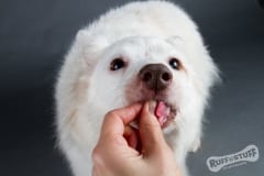 Rescue Dog Bella treats
