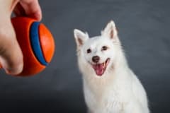 Rescue Dog Bella favourite ball