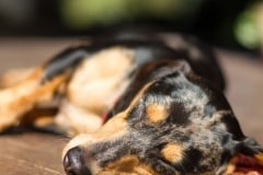Dachshund Toro snoozing between takes