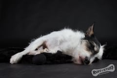 Rescue dog Oscar snoozing between takes