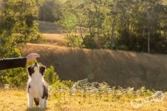 Border Collie Puppy bribery