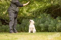 Goldeb Retriever Puppy hand signals