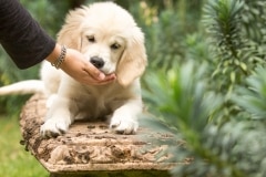 MG_63Goldeb Retriever Puppy food bribes97