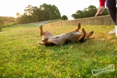 Playtime