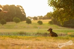 Toro the dachshund with the magic hand