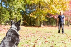 Canine Evolution