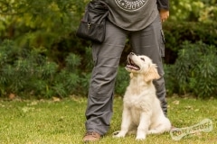 Golden Retriever Puppy