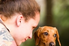 Rescue Dachshund