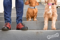 Feet and paws