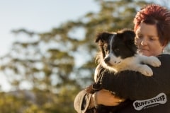 Border Collie Puppy