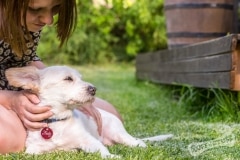 Rescue Dog