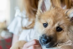 Pomski Puppy