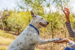 Rescue Dog