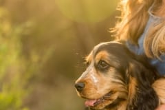 Cocker Spaniel Puppy