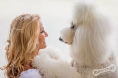 Bridget and Lamore Standard Poodles