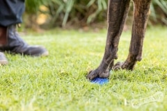 Paws