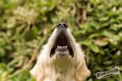 Woof