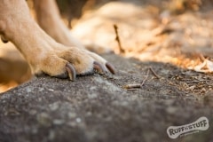 Paws, claws on rock