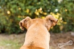 Curly Ears