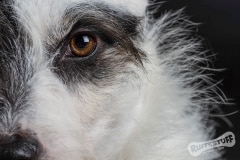 Half Scruffer Face