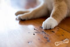 Paws