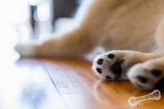 Paws