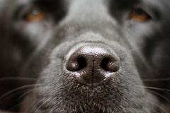 Black Lab Nose
