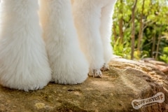 Fluffy Paws