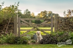 Golden Retriever Puppy