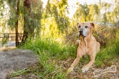 Rescue Dog Roxy