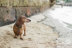 Dachshund by the sea