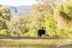 Border Collie Puppy