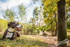 Rescue Dog Staffy