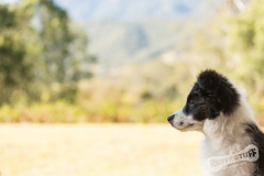Border Collie Puppy Tempus