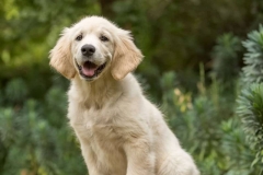 Golden Retriever Puppy
