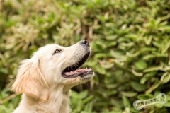 Golden Retriever Puppy Northern