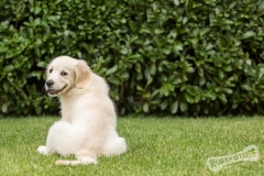 Golden Retriever Puppy Northern