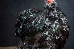 Pearl the Bantam Pekin