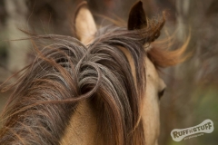 Dale the horse