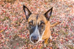 Rescue Dog Roxy