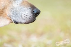 Snout