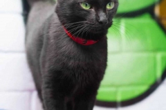Rescue Cat