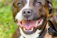 Rescue Dog Marni