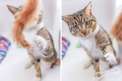 Rescue Cat Cinnamon