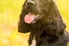 Cocker Spaniel Onyx