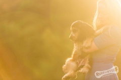 Cocker Spaniel Puppy