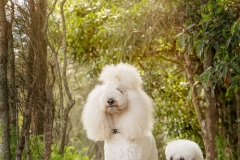 Bridget and Lamore Standard Poodles