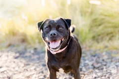 Small Black dog at Bombo