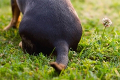 Dachshund bum